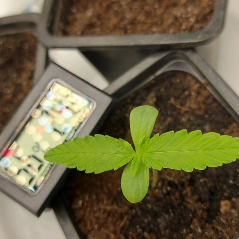 Berta // White Widow Auto // Seeds66 growlog timeline photo