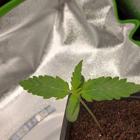 Sadie // Girl Scout Cookies Auto // Seeds66 growlog timeline photo