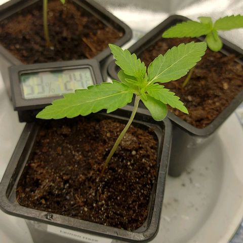 Marta // Lemon Haze Auto // Seeds66 growlog timeline photo