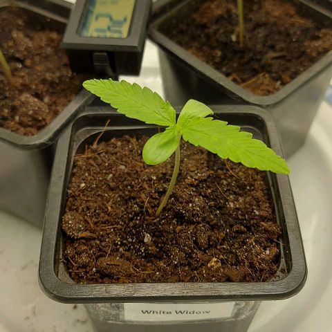 Berta // White Widow Auto // Seeds66 growlog timeline photo