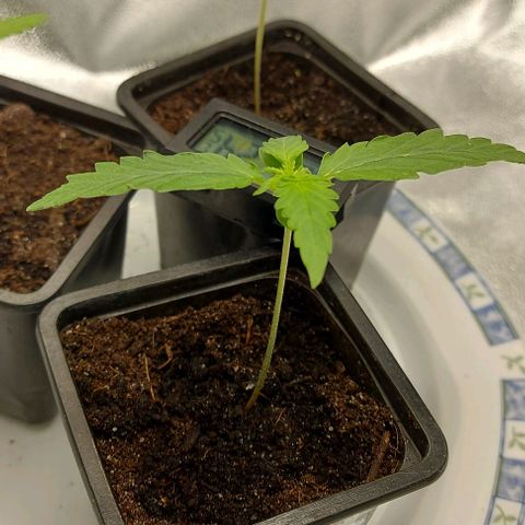Sadie // Girl Scout Cookies Auto // Seeds66 growlog timeline photo