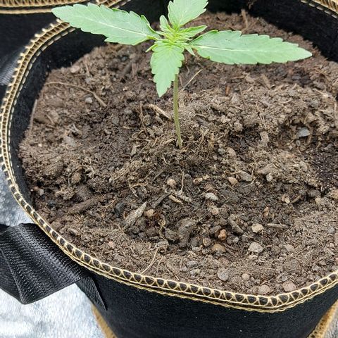 Marta // Lemon Haze Auto // Seeds66 growlog timeline photo