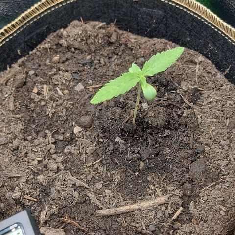 Berta // White Widow Auto // Seeds66 growlog timeline photo