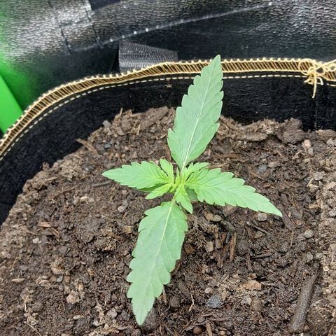 Sadie // Girl Scout Cookies Auto // Seeds66 growlog timeline photo