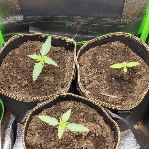 Berta // White Widow Auto // Seeds66 growlog photo: Umtopfen in 4l Töpfe