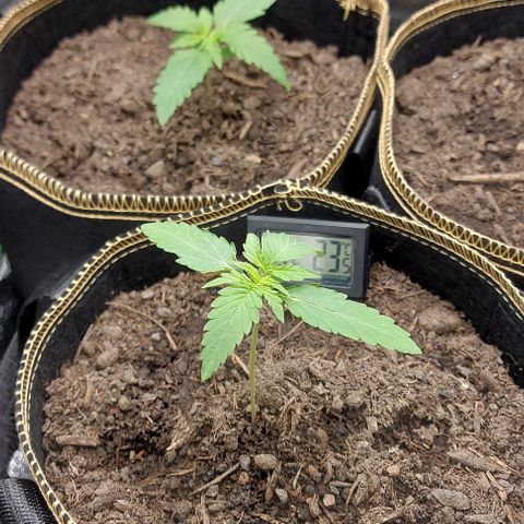 Marta // Lemon Haze Auto // Seeds66 growlog timeline photo
