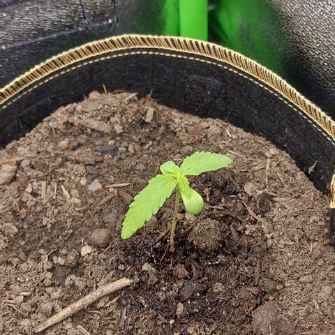 Berta // White Widow Auto // Seeds66 growlog timeline photo