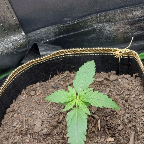Sadie // Girl Scout Cookies Auto // Seeds66 growlog timeline photo