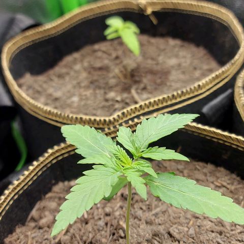 Marta // Lemon Haze Auto // Seeds66 growlog timeline photo