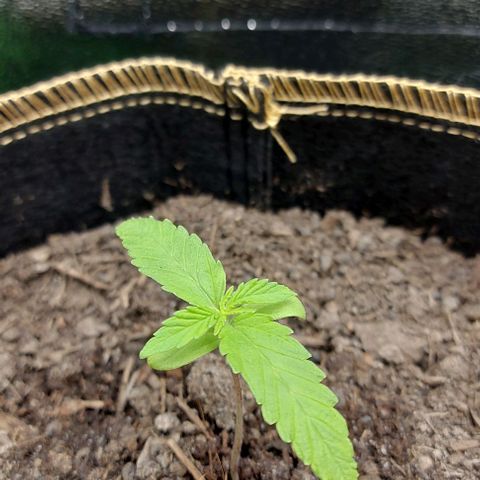 Berta // White Widow Auto // Seeds66 growlog timeline photo