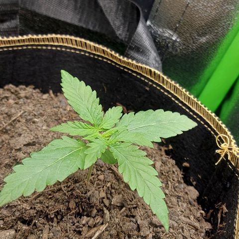 Sadie // Girl Scout Cookies Auto // Seeds66 growlog timeline photo