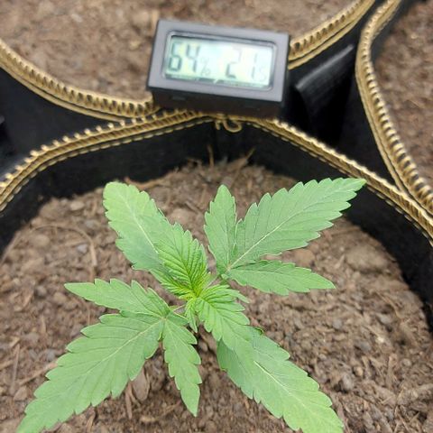 Marta // Lemon Haze Auto // Seeds66 growlog timeline photo