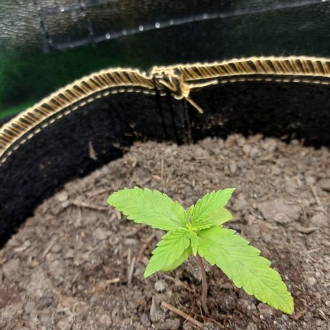 Berta // White Widow Auto // Seeds66 growlog timeline photo