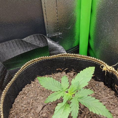 Sadie // Girl Scout Cookies Auto // Seeds66 growlog timeline photo