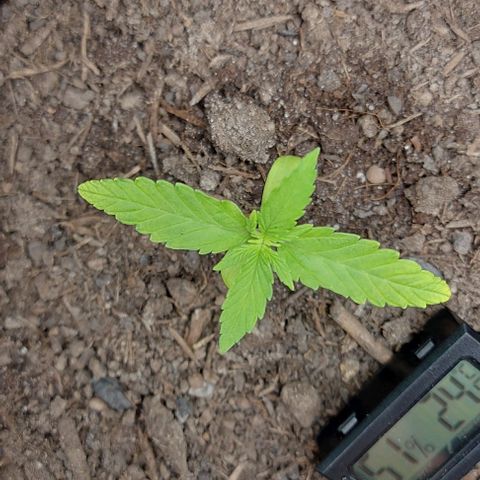 Berta // White Widow Auto // Seeds66 growlog timeline photo