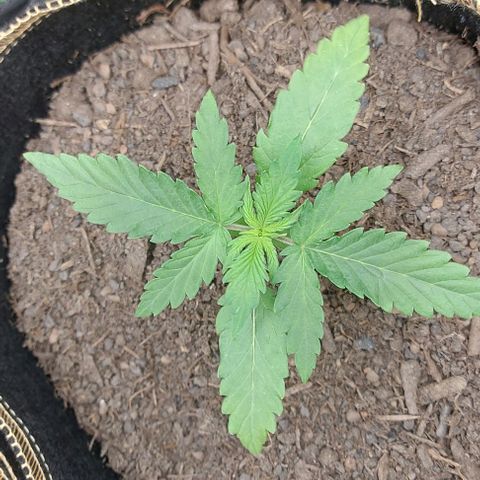 Sadie // Girl Scout Cookies Auto // Seeds66 growlog timeline photo