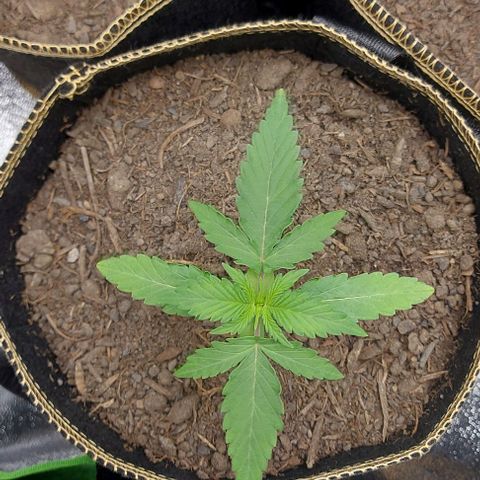 Marta // Lemon Haze Auto // Seeds66 growlog timeline photo