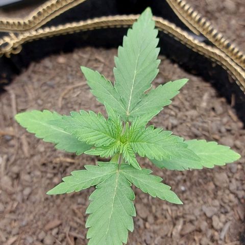 Marta // Lemon Haze Auto // Seeds66 growlog timeline photo