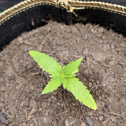 Berta // White Widow Auto // Seeds66 growlog timeline photo