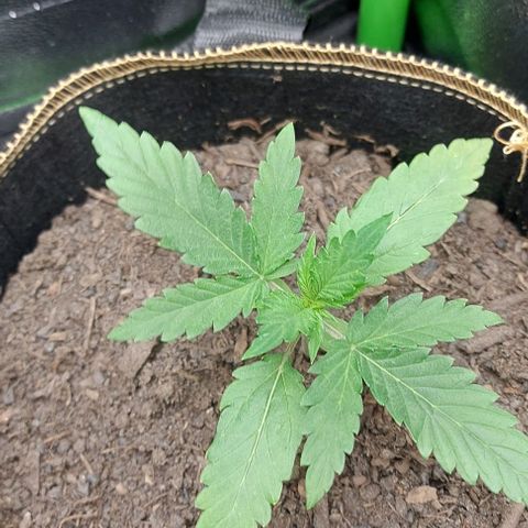 Sadie // Girl Scout Cookies Auto // Seeds66 growlog timeline photo