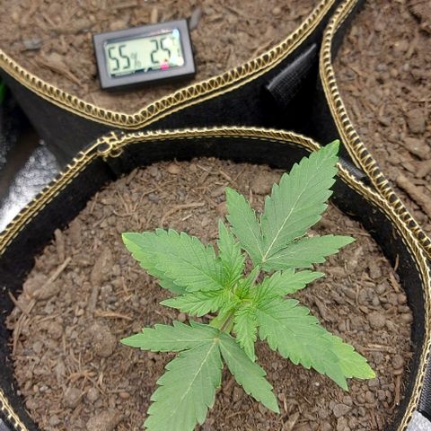Marta // Lemon Haze Auto // Seeds66 growlog timeline photo