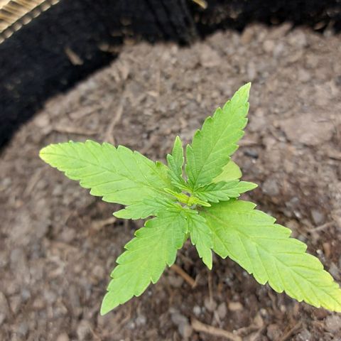 Berta // White Widow Auto // Seeds66 growlog timeline photo