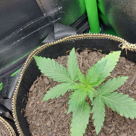Sadie // Girl Scout Cookies Auto // Seeds66 growlog timeline photo