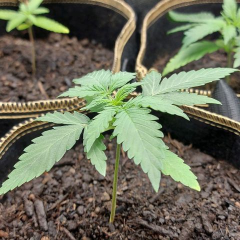 Marta // Lemon Haze Auto // Seeds66 growlog timeline photo