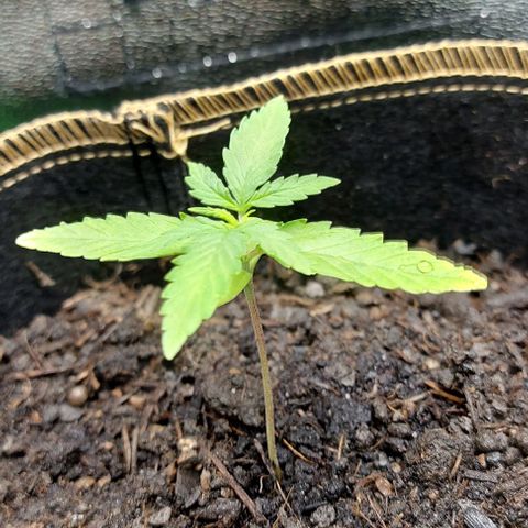 Berta // White Widow Auto // Seeds66 growlog timeline photo
