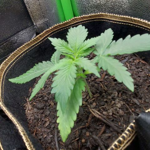 Sadie // Girl Scout Cookies Auto // Seeds66 growlog timeline photo