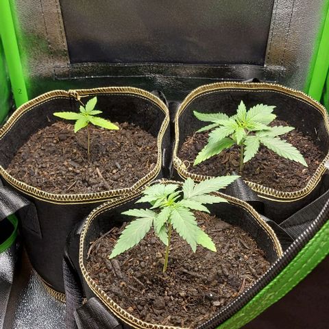 Berta // White Widow Auto // Seeds66 growlog timeline photo