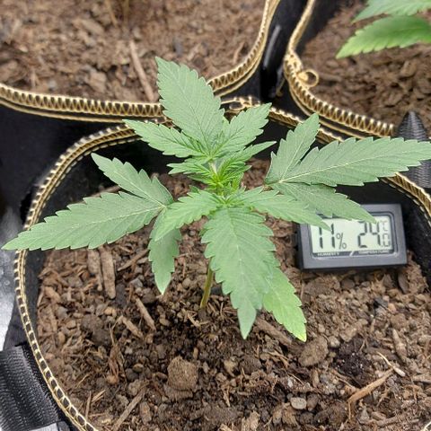 Marta // Lemon Haze Auto // Seeds66 growlog timeline photo