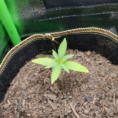 Berta // White Widow Auto // Seeds66 growlog timeline photo