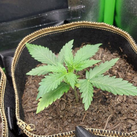 Sadie // Girl Scout Cookies Auto // Seeds66 growlog timeline photo