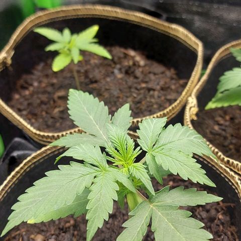 Marta // Lemon Haze Auto // Seeds66 growlog timeline photo