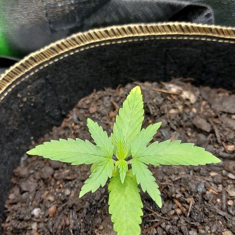 Berta // White Widow Auto // Seeds66 growlog timeline photo