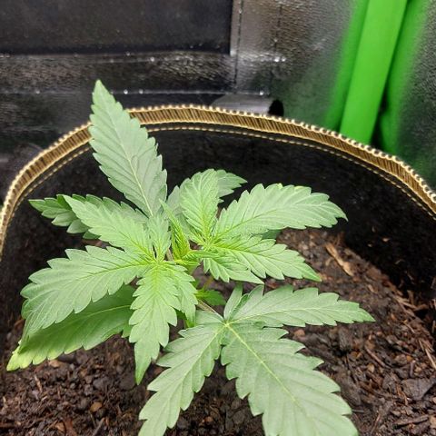 Sadie // Girl Scout Cookies Auto // Seeds66 growlog timeline photo