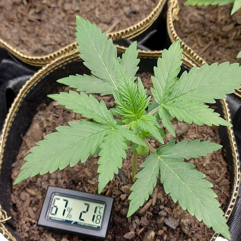 Marta // Lemon Haze Auto // Seeds66 growlog timeline photo
