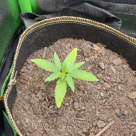 Berta // White Widow Auto // Seeds66 growlog timeline photo
