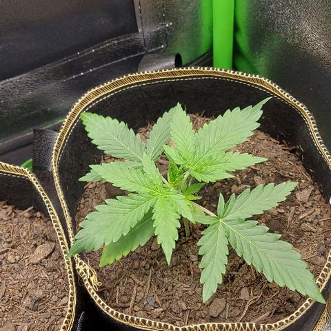 Sadie // Girl Scout Cookies Auto // Seeds66 growlog timeline photo