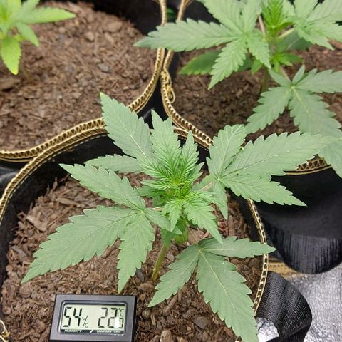 Marta // Lemon Haze Auto // Seeds66 growlog timeline photo