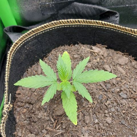 Berta // White Widow Auto // Seeds66 growlog timeline photo