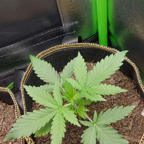 Sadie // Girl Scout Cookies Auto // Seeds66 growlog timeline photo