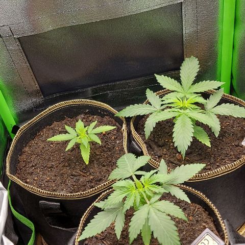 Berta // White Widow Auto // Seeds66 growlog photo: Erde nachgefüllt und angefeuchtet