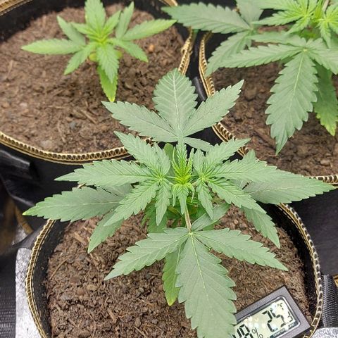 Marta // Lemon Haze Auto // Seeds66 growlog timeline photo