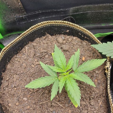 Berta // White Widow Auto // Seeds66 growlog timeline photo