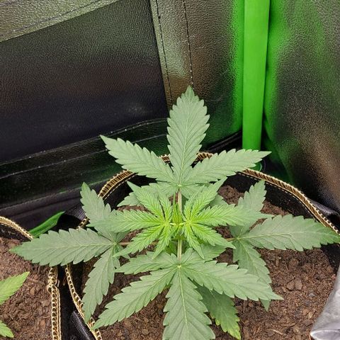 Sadie // Girl Scout Cookies Auto // Seeds66 growlog timeline photo