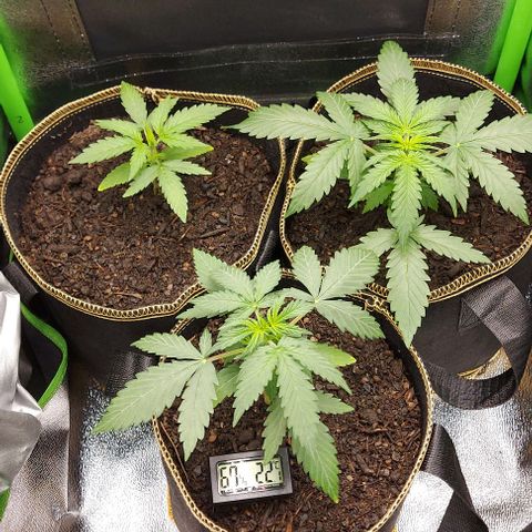 Berta // White Widow Auto // Seeds66 growlog timeline photo