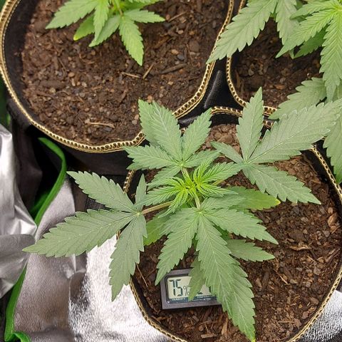 Marta // Lemon Haze Auto // Seeds66 growlog timeline photo