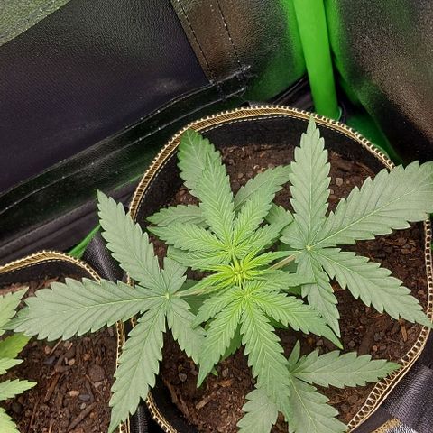 Sadie // Girl Scout Cookies Auto // Seeds66 growlog timeline photo